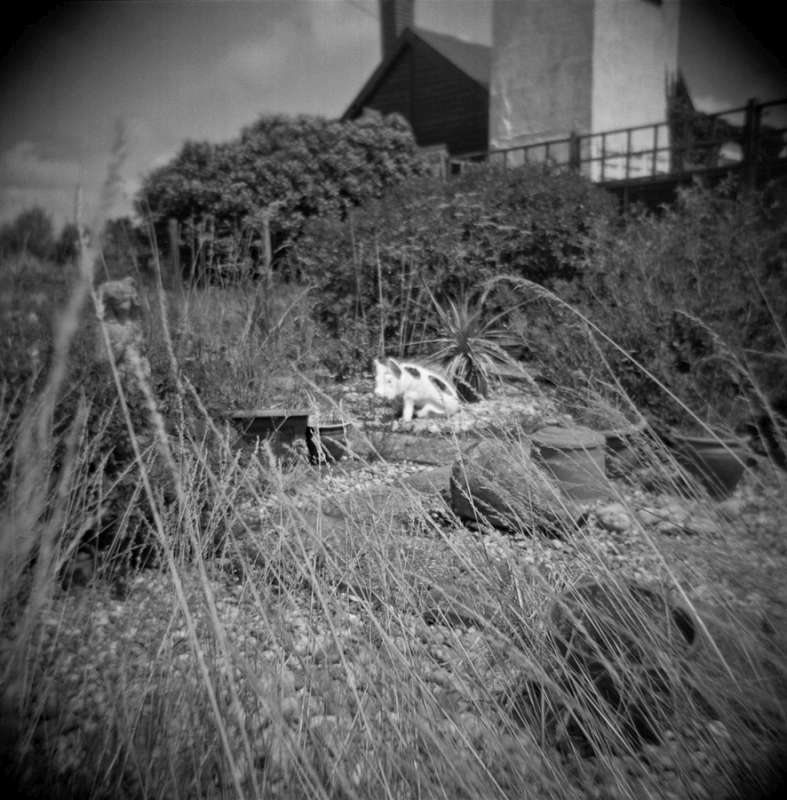 Dungeness Beach